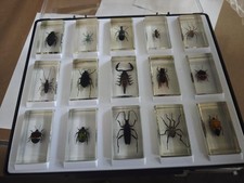 Mini Biester Sammlung von