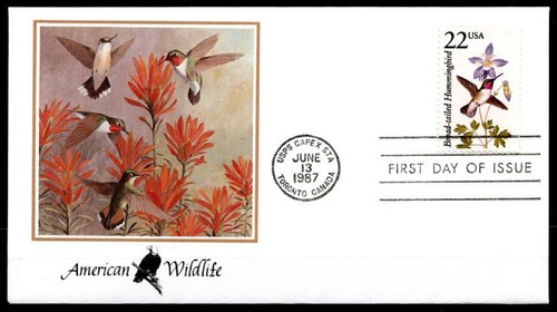 Vögel breitschwanz kolibri - vögel., breitschwanz-kolibri