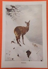 Sibirisches Moschustier