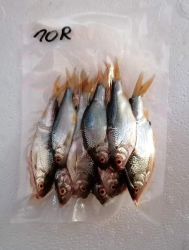 Köderfische gefroren rotaugen - gefroren,