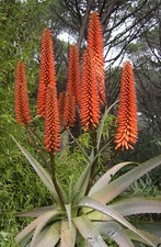 SAMEN für Balkon Terrasse
