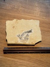 🪨 Faszinierende Fossil-