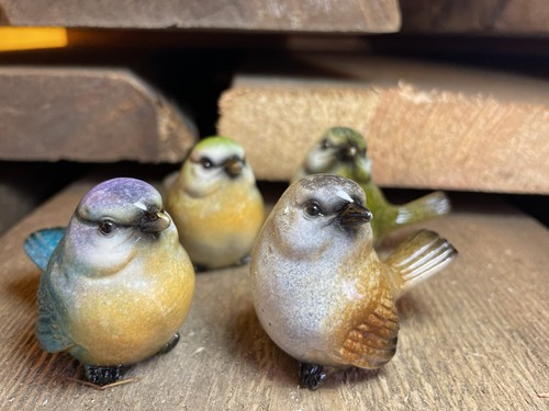 Vögel gartenvögel aus - vögel,