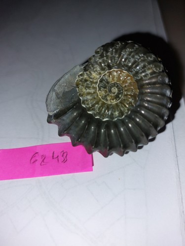 Ammonit pleuroceras 40 - ammonit,,