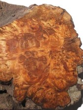 Kampfer Wurzelholz Maser Brett Kampher 37x29cm 130mm