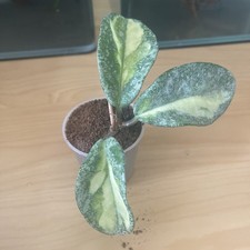 Hoya argentea princess - princess, ableger