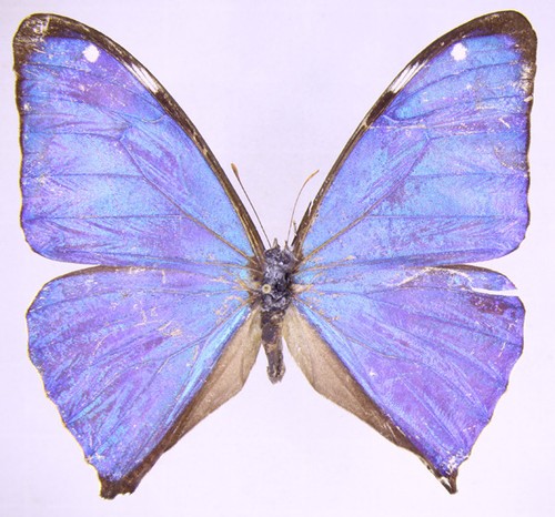 Morpho aega