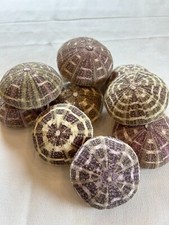 Seeigel Alfonso, Seeigel