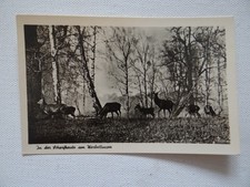 AK In der Schorfheide am Werbellinsee [#28537]