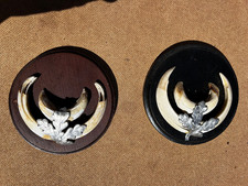 2 x Keilerwaffen Jagdtrophäe