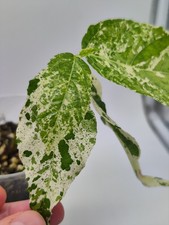 Ficus erecta variegata, Nr2