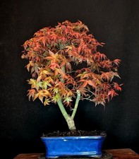 BONSAI JAPANISCHER ROTER