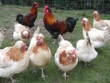 20 Bruteier Sulmtaler Hühner