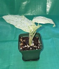 Alocasia Macrorrhiza Splash Variegata Camouflage 