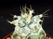 Japan - cv. Kikko-Kitsukow Astrophytum ornatum Ariocarpus Kakteen