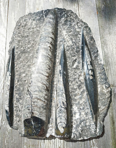 Ammonit tierfossil - ammonit,