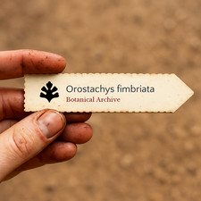 Orostachys fimbriata seeds - orostachys, 10