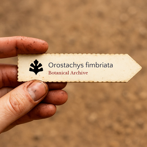 Orostachys fimbriata seeds - 10,