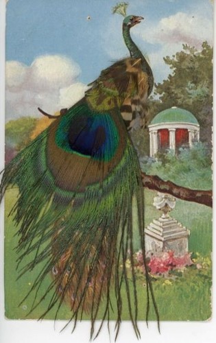 Stoff pfau mit - mit, buntem
