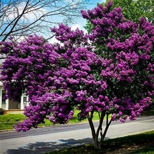 Kräuselmyrte PURELY PURPLE