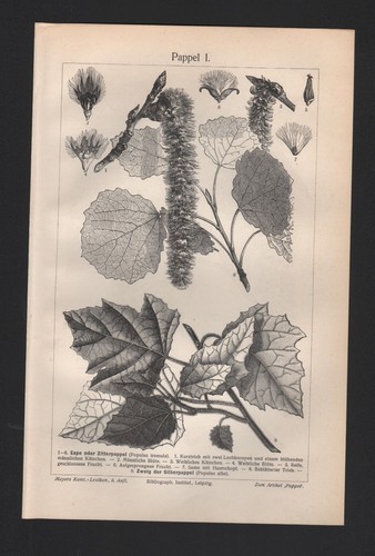 Lithografie 1908 pappel ii - lithografie, i/ii
