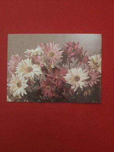 Estland margeriten oder - margeriten,