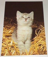 Kätzchen Katze Cat Tier