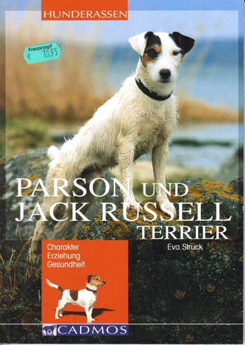 Parson und jack - russel, terrier