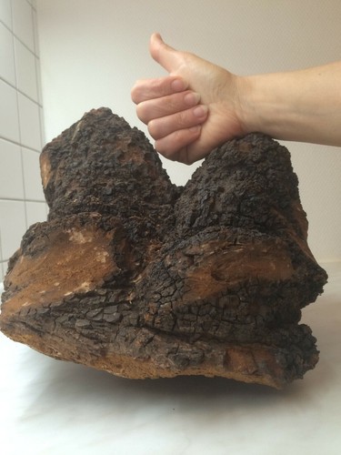 Chaga natur brocken birkenpilz - chaga,
