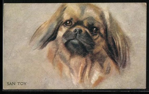 San toy pekinese - san, toy,