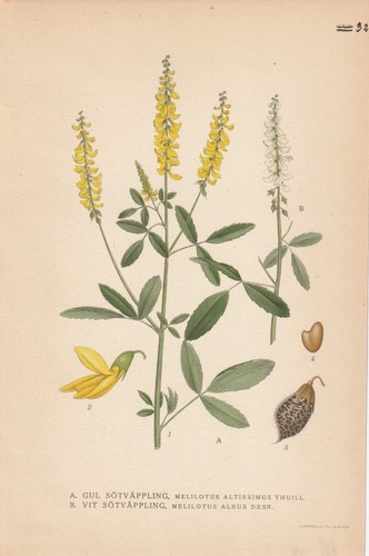 Weiße steinklee melilotus - steinklee, (melilotus