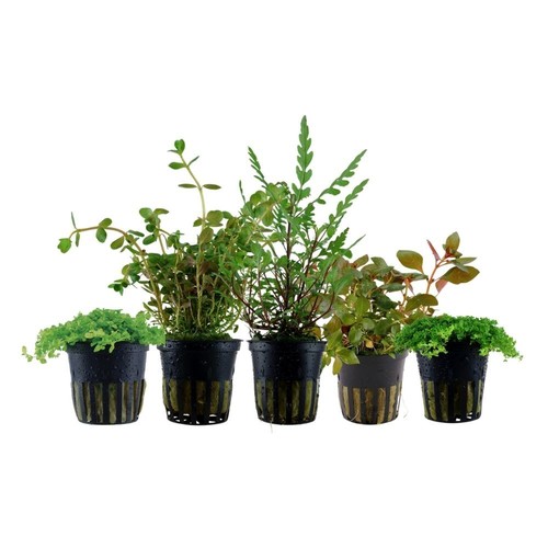 Wabikusa set mit topf - set,
