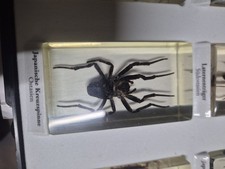 Japanische Kreuzspinne Insekt