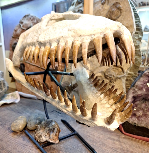 Top plesiosaurus zarafasaura - plesiosaurus,