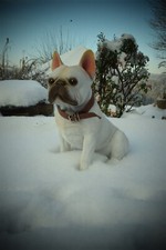 Französische Bulldogge Hund
