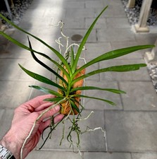 Vanda pumila hybride - vanda,