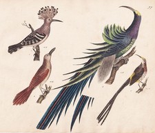 Hoopoe honey birds Promerops