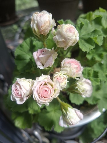 Pelargonie geranie u - 🌸,