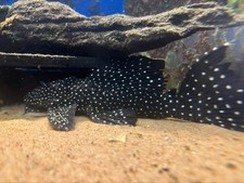 Pleco L240 Galaxy 4-4.5 Inch