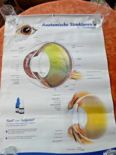 XXL-Poster "Anatomie des Hundeauges"Ophthalmologie Veterinärmedizin 60x85 cm !!!