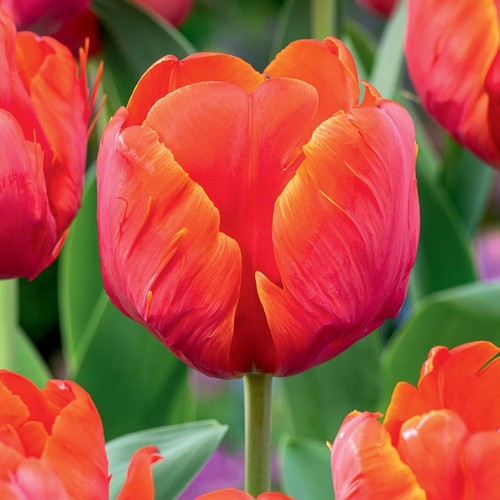 Tulpen blumenzwiebeln zwiebeln - blumenzwiebeln,