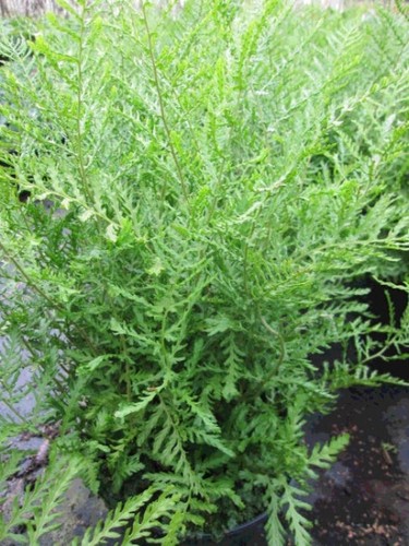 Schellenbaum wurmfarn linearis - schellenbaum-wurmfarn,