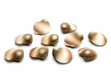 10x Venusmuschel Herzmuschel