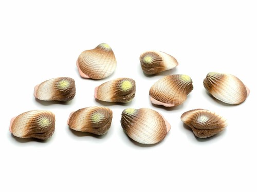 10x venusmuschel herzmuschel - venusmuschel,