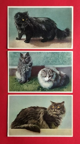Künstler katze um 1930 - 3,