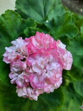 Geranien Rosengeranien / Pelargonien ASARNAS ASGÄRD, unbewurzelter Steckling