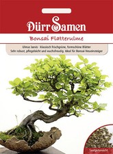 Dürr bonsai flatterulme - bonsai,
