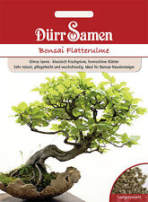 Dürr Bonsai Flatterulme Samenrobust ,ideal für Bonsai-Neueinsteiger 1898