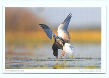 1 AK Postkarte