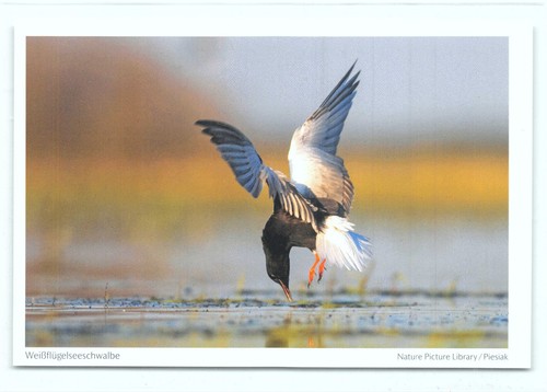 Postkarte - 1, ak